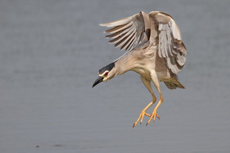 7d, animals, birds, night heron, sigma 150-600, животные, кваква, птицы, рыба Кваква на охотеphoto preview