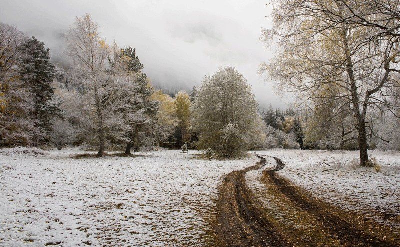 лесная дорогаphoto preview