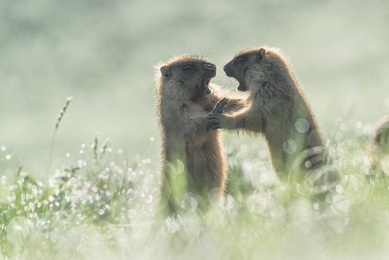 Спорphoto preview