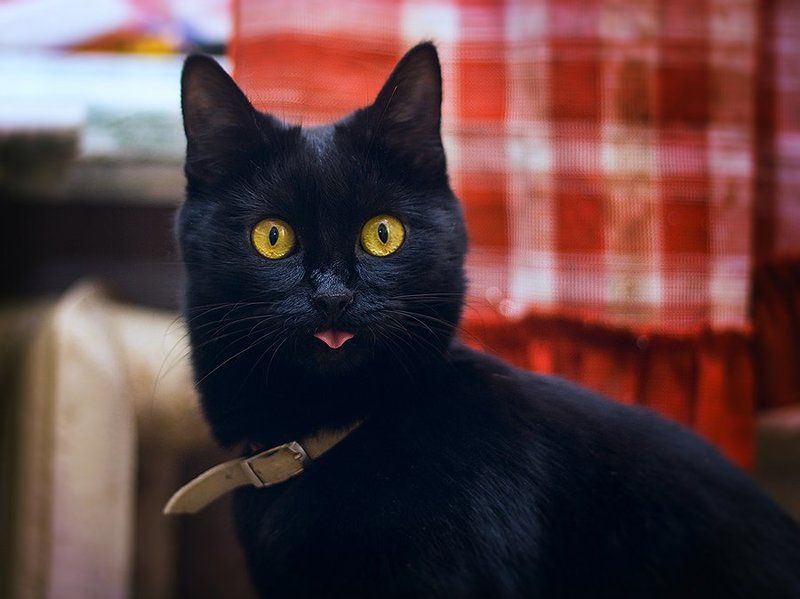 Чуня задумалась фото превью