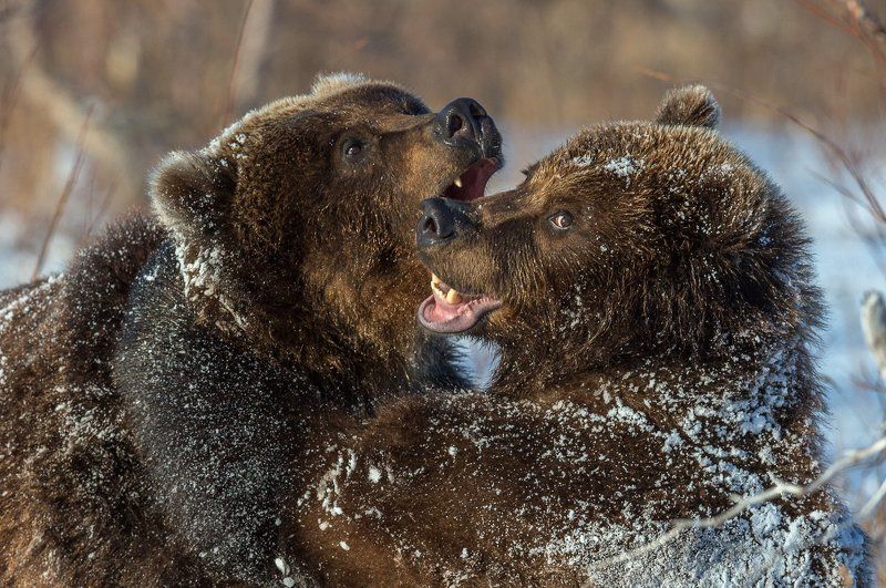 Мороз и солнце; день чудесный !photo preview