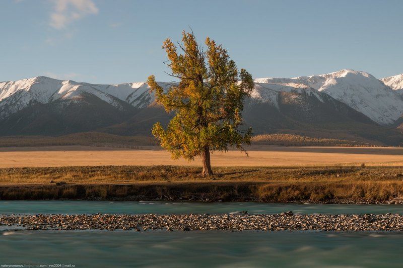 алтай, горы, река, бирюза, дерево, лед, степь, снег, небо, облака, белый, желтый, россия, Бирюзовое шоссе фото превью
