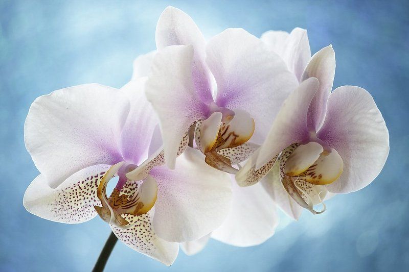 фото, орхидея фаленопсис Орхидея фаленопсис Утренняя Заряphoto preview