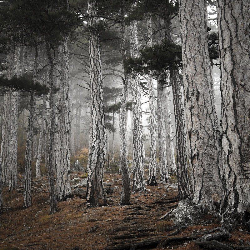 крым, горы, туман, мистика, облако, яйла, ай-петри, лес Старцыphoto preview