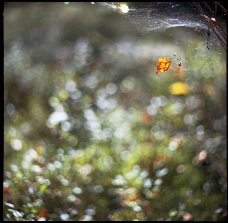 kiev 60, volna 3, kodak ektar, Осенняя невесомостьphoto preview