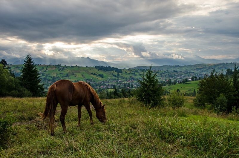 карпаты Конь гулял на воле...photo preview