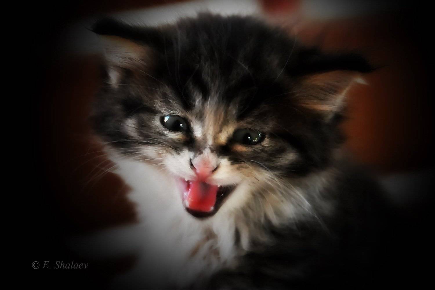 Я сказал Мяуу !. Автор: Евгений кот,кошка .котенок, Евгений