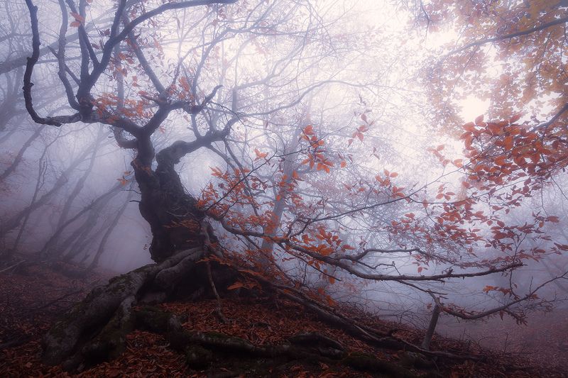 бук, туман о буках и туманеphoto preview