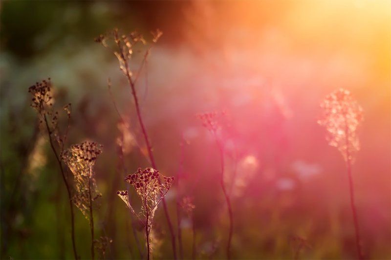 Вечер, Закат, Лето, Природа photo preview