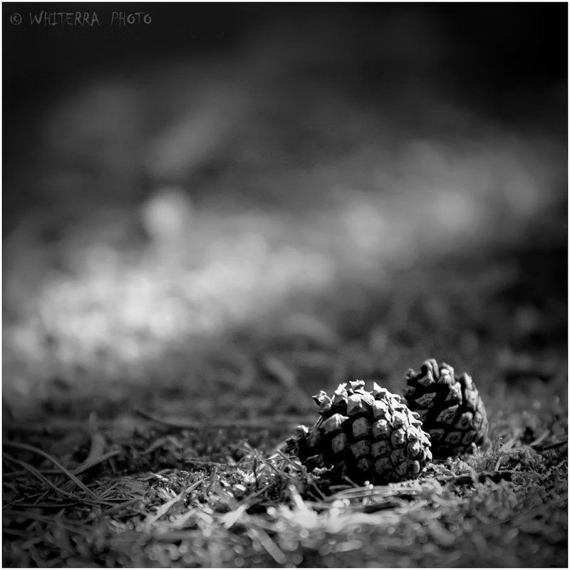 шишки Фыфки :)photo preview