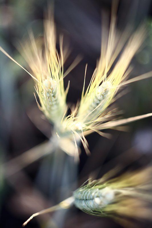 колос, поле Частичка сюрреализмаphoto preview