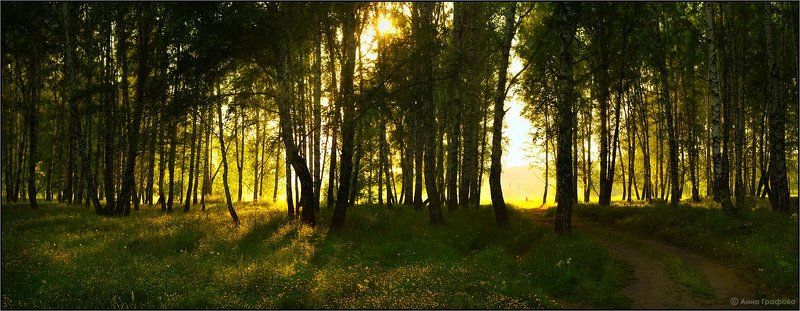Июньский лесphoto preview