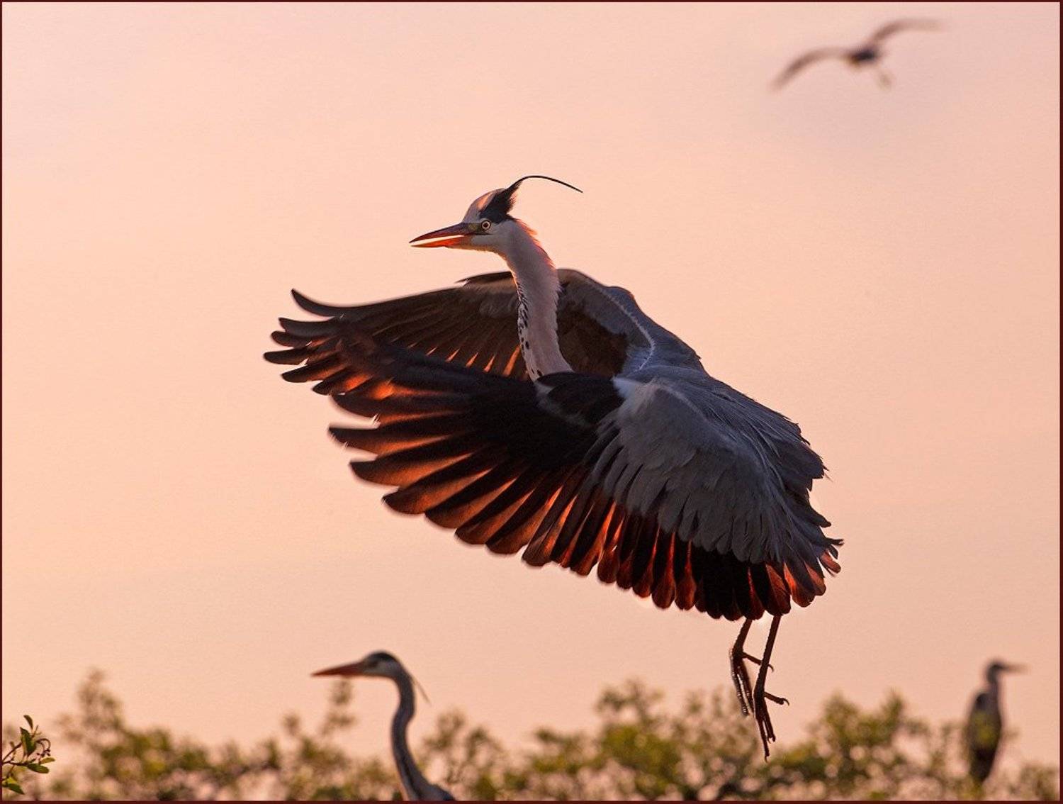 The House of the Rising Sun. Автор: VladimirD цапля, VladimirD