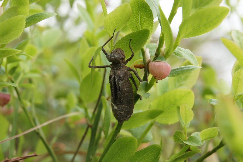 макро,превращение,стрекоза метаморфозаphoto preview