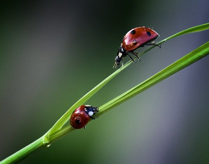 божьи, коровки Из пункта А в пункт В...photo preview