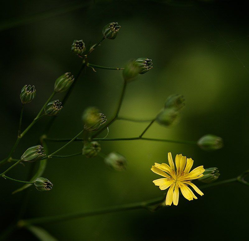 flower photo preview
