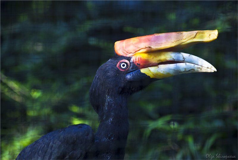 прага, зоопарк, звери, птицы Серия \