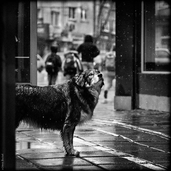 собака, Denis Buchel