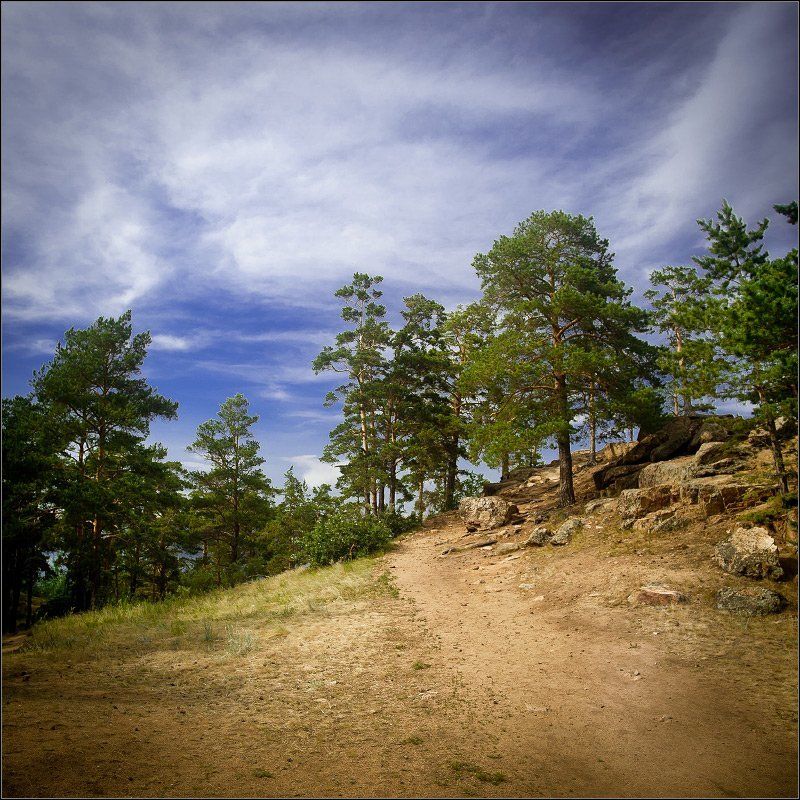 Пейзаж с соснамиphoto preview