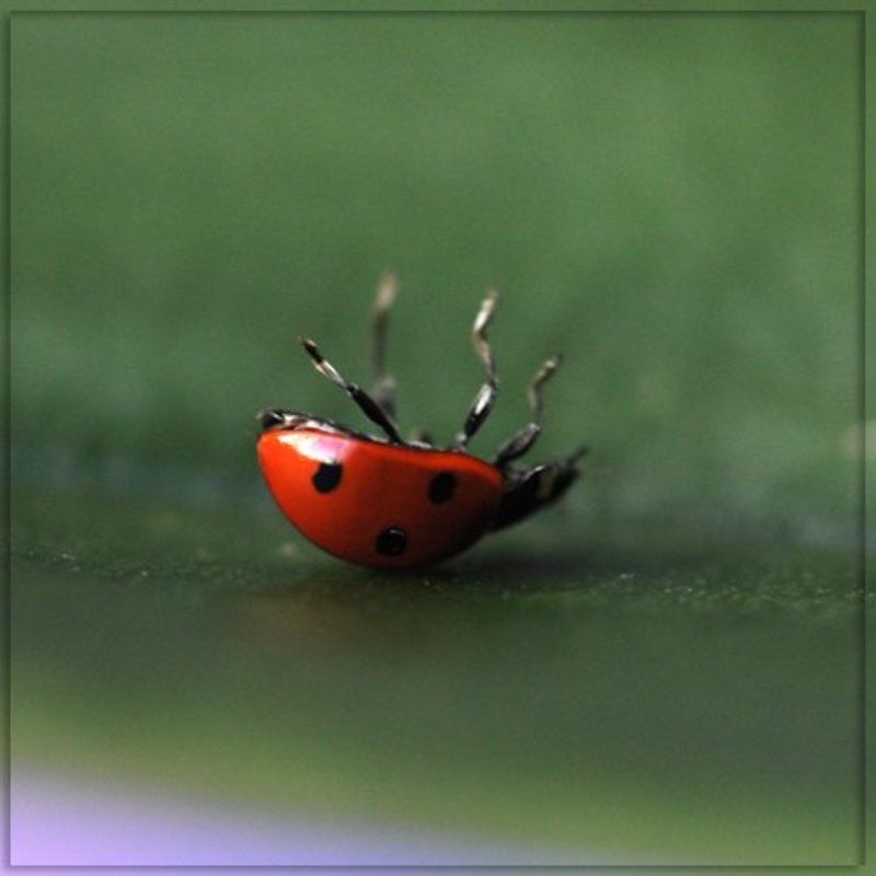 божья, коровка Брейк-дансphoto preview