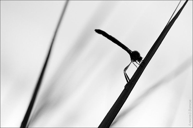 ктырь, утро, тишина, ч/б Перпендикулярphoto preview