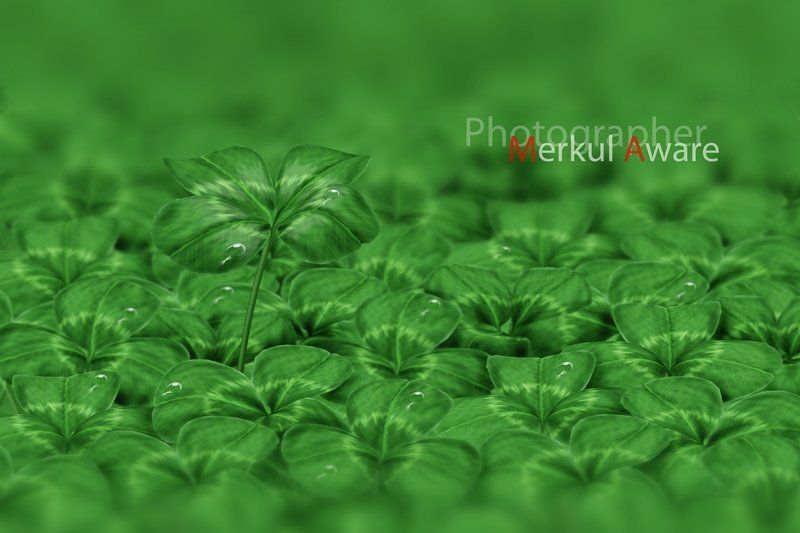 four, merkul aware, merkul, aware, макро, клевер, фотошоп Fourphoto preview