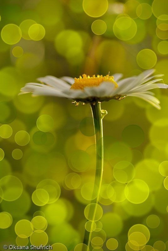 Ромашкаphoto preview