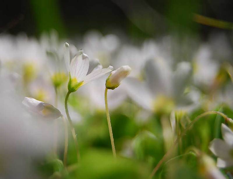 цветы, природа, лето, лес ***photo preview