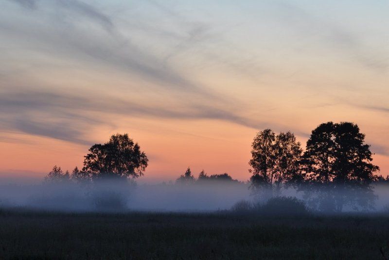 туман, закат, деревья Под покровом туманаphoto preview