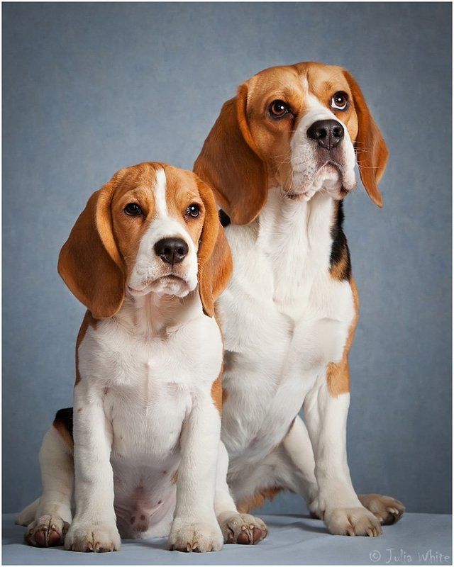 собака, бигль, dog Биглемордыphoto preview