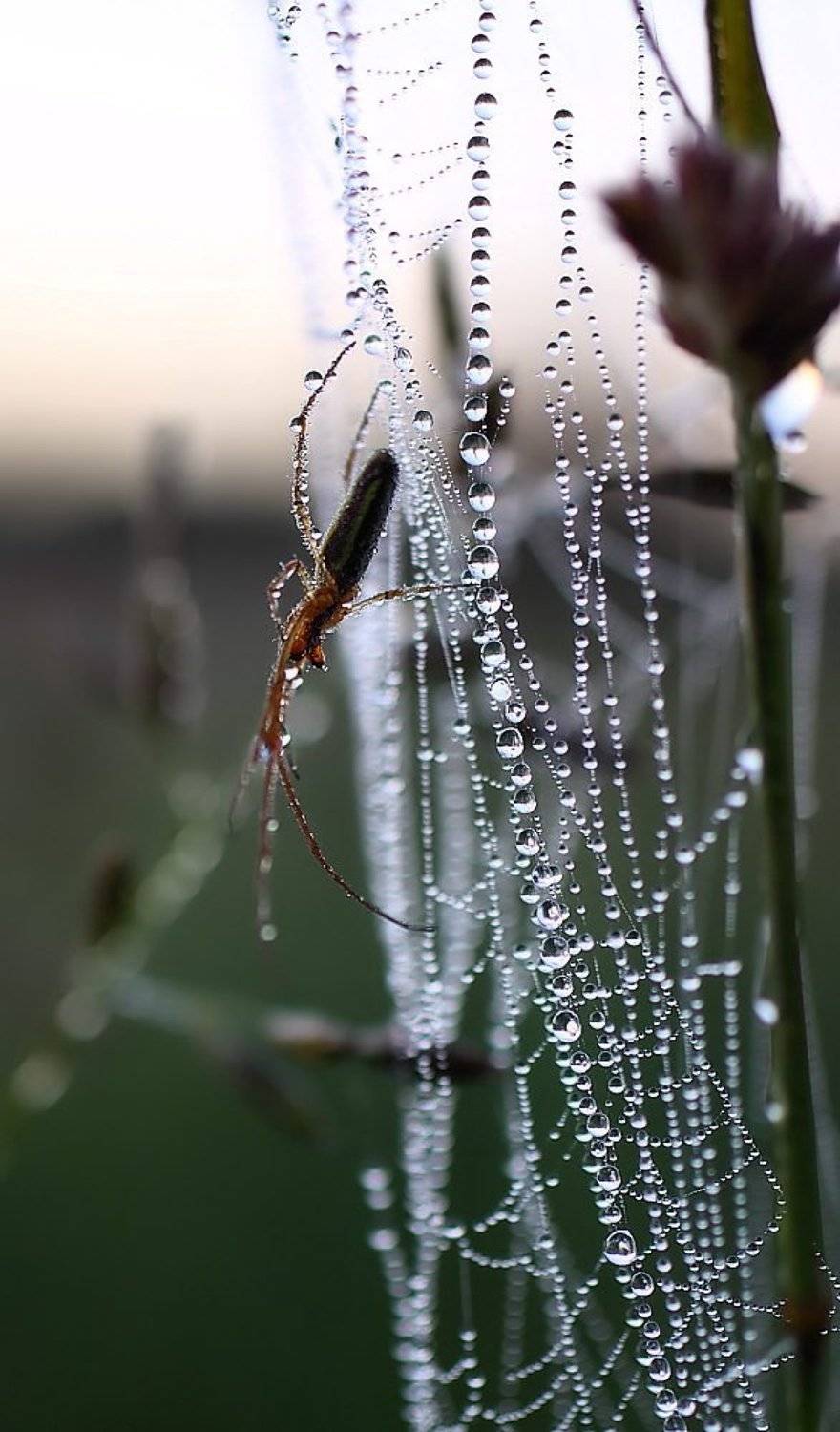 Обсохну и уползу. Автор: rul , rul