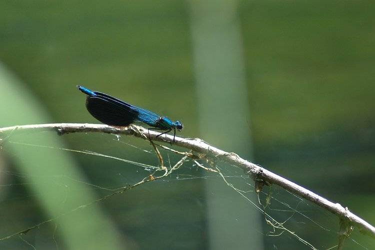 , Юлия Чекмарева