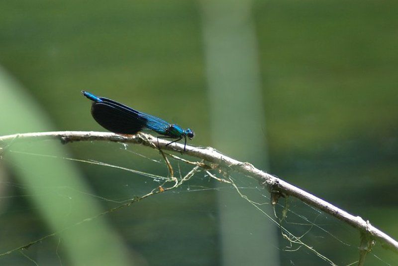 Такая вот стрекозаphoto preview