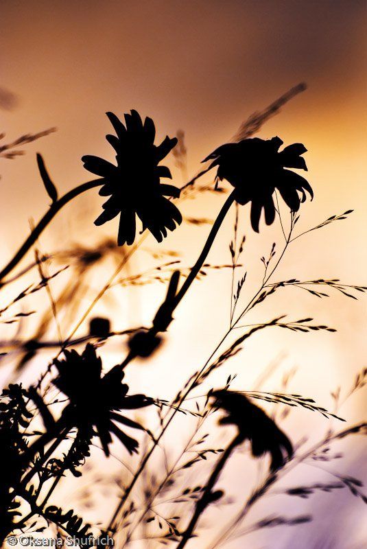 Наблюдая закаты...photo preview