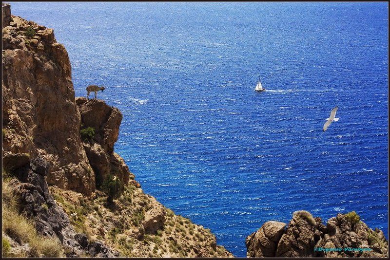 море, скалы, яхта, козлики Пейзажи Андалусииphoto preview