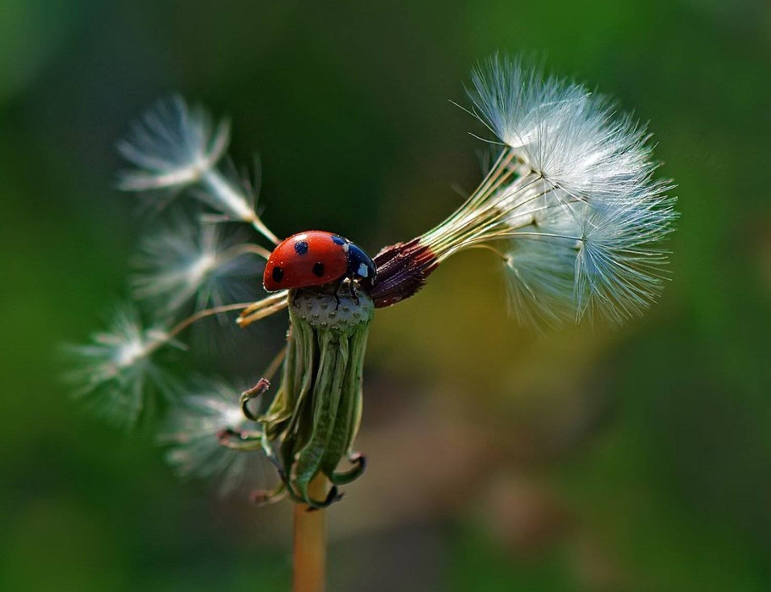 К прыжку с парашютом - готова !... Автор: Татьяна Аверина божья коровка,макро, Татьяна Аверина