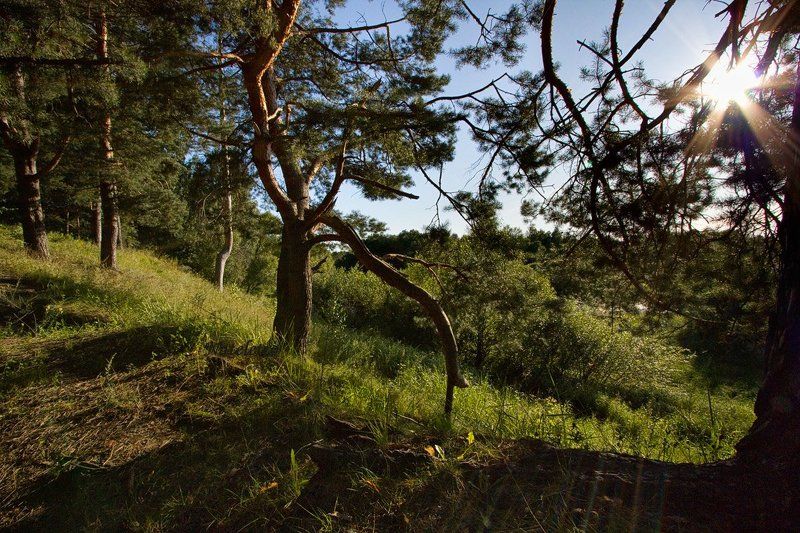 Лесноеphoto preview