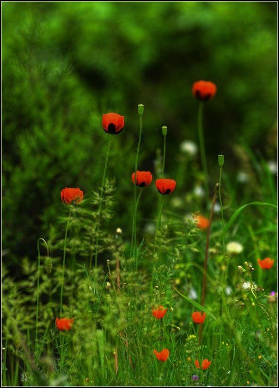 май, мак Макмайphoto preview