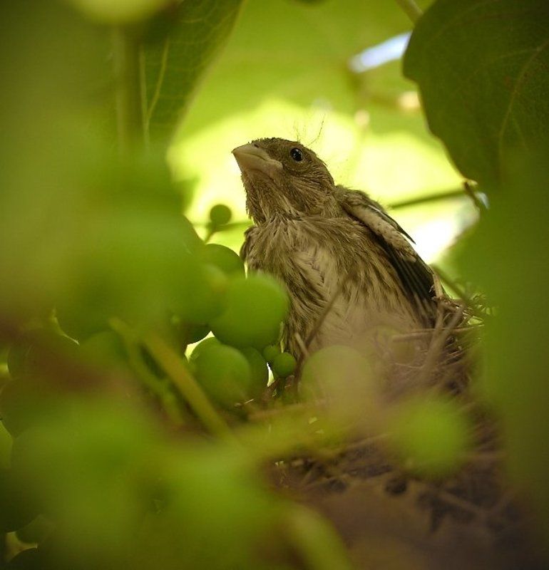 птенец, гнездо, лоза, виноград, малиновка Рожденный в лозеphoto preview