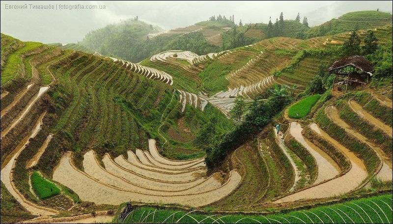Рисовые террасыphoto preview