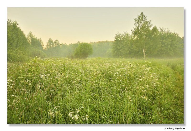 лето, , лес Летнее утро...photo preview