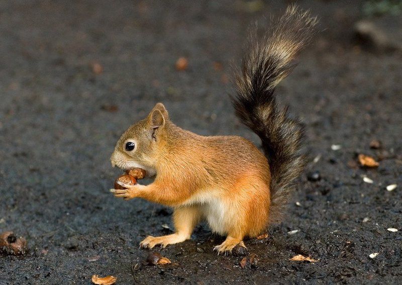 жадностьphoto preview