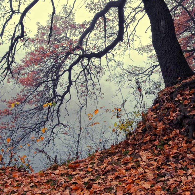 November Dreamphoto preview