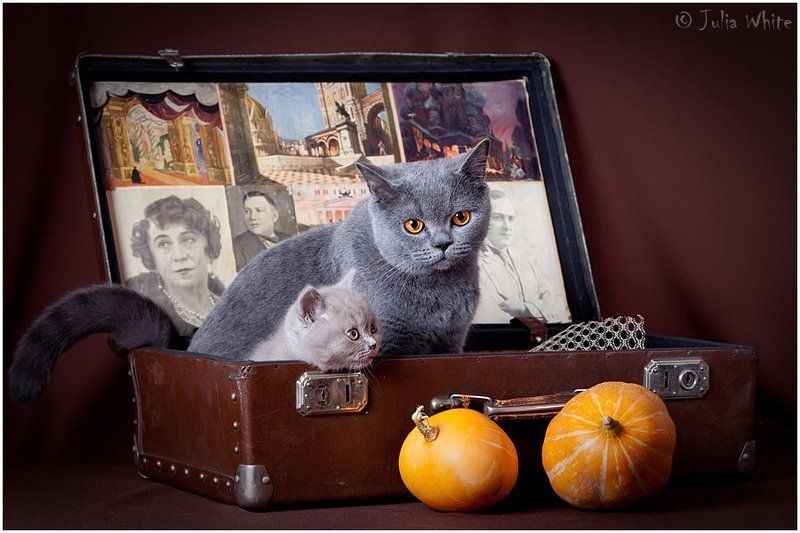 котенок, кошка, британская, cat Британчикиphoto preview