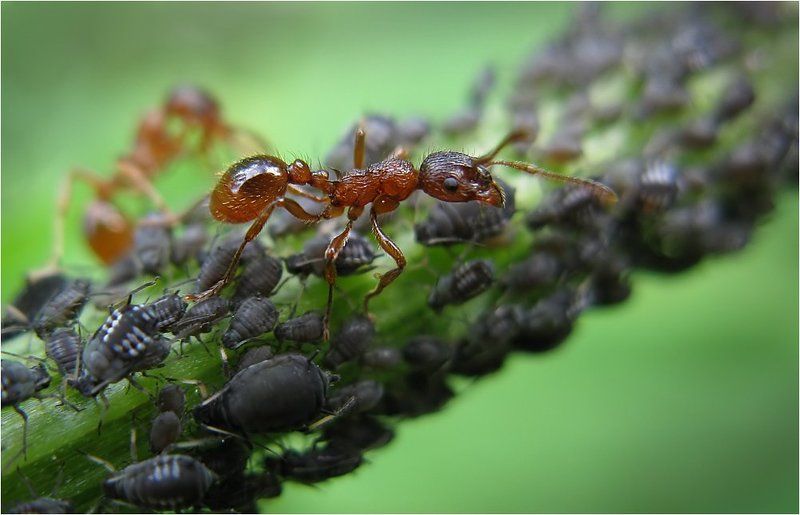 макро, муравей Пастушокphoto preview