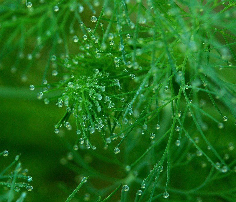 - заглянув в макромир.. - фото превью