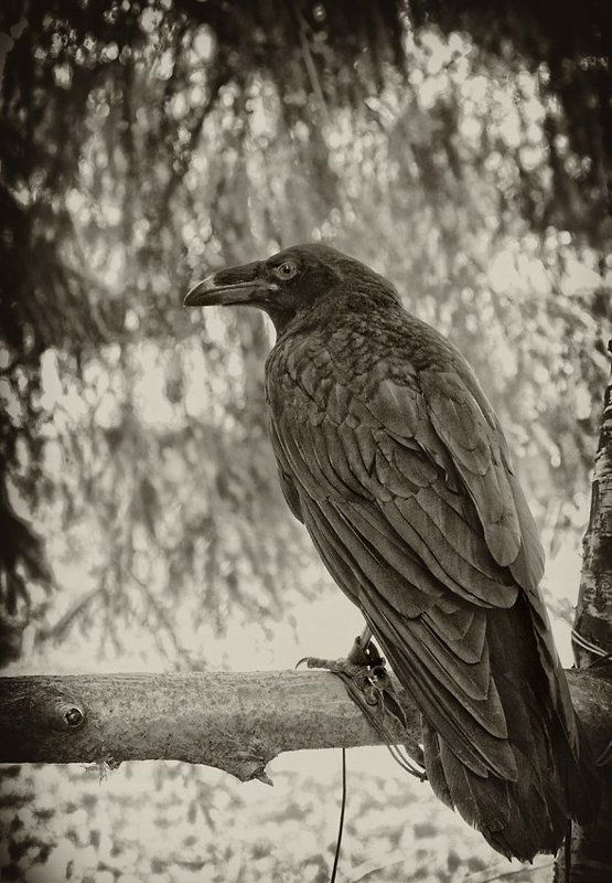 Эфраимphoto preview