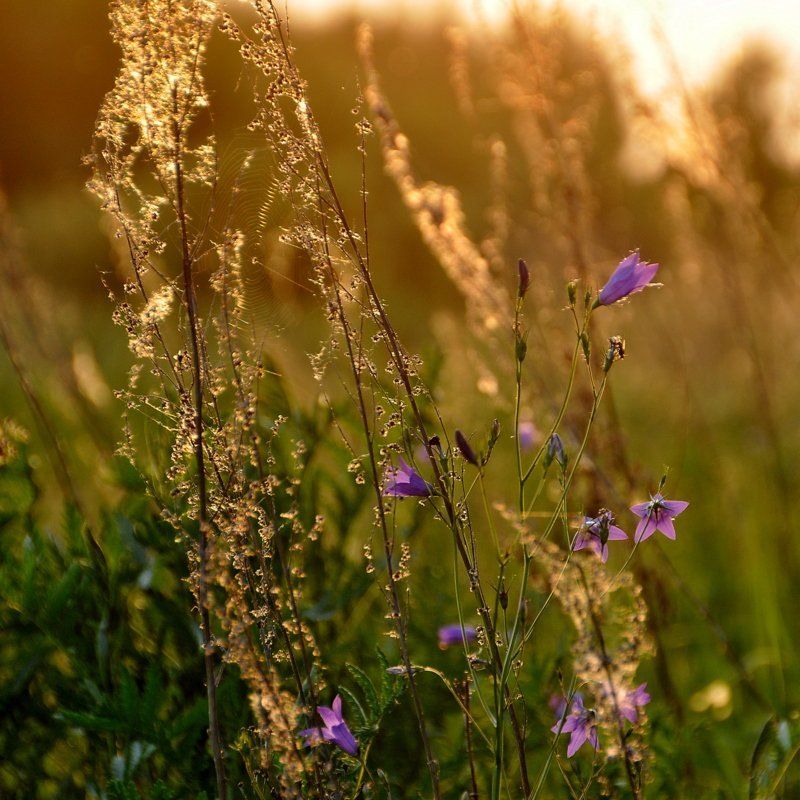 закат, цветы В лучах заката...photo preview
