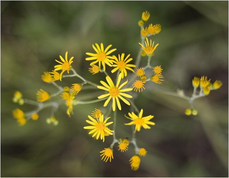 Просто желтые цветы.photo preview