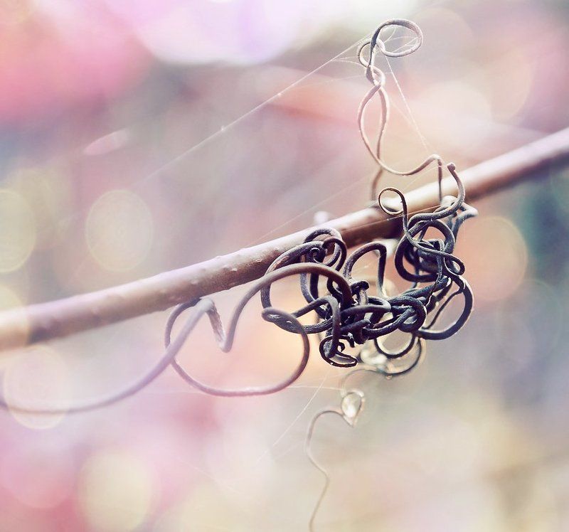 макро, природа, флора, виноград, лоза Лозаphoto preview